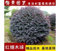 红桎木球企业黄页与园林绿化应用指南