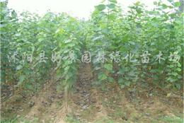 臭椿 一种被低估的园林绿化佳品